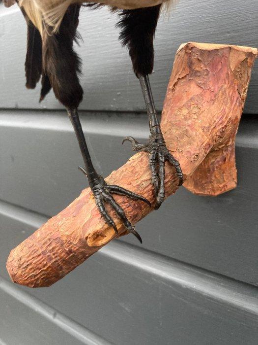 Ekster Taxidermie volledige montage - Pica - 27 cm - 30 cm -, Collections, Collections Animaux