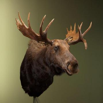 Amerikaanse Eland Taxidermie Opgezette Dieren By Max beschikbaar voor biedingen