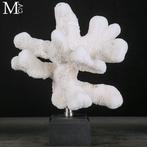 Stylophora Pistillata – koraalkunstwerk Koraalriffen van de, Verzamelen