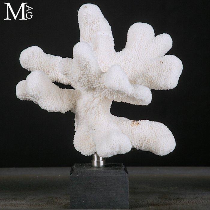 Stylophora Pistillata – koraalkunstwerk Koraalriffen van de, Verzamelen, Mineralen en Fossielen