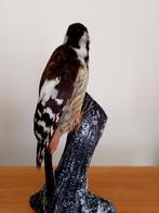 Middelgrote roodgekraagde specht Taxidermie volledige, Nieuw