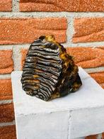 Wolharige mammoet - Fossiele kies - Mammuthus primigenius -, Verzamelen, Mineralen en Fossielen