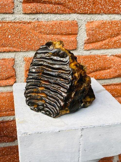 Wolharige mammoet - Fossiele kies - Mammuthus primigenius -, Verzamelen, Mineralen en Fossielen