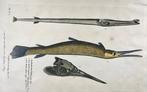 Paul van Somer (1577-1621) - Gar, Pipefish, ichthyology,, Antiek en Kunst