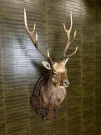 Sikahert Taxidermie Opgezette Dieren By Max, Opgezet dier, Ophalen of Verzenden