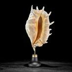 Indrukwekkend paar spinnekopconchossels op op maat gemaakte