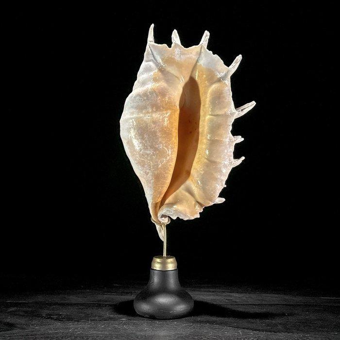 Indrukwekkend paar spinnekopconchossels op op maat gemaakte, Antiek en Kunst, Kunst | Designobjecten