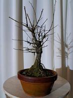 Japanese iep bonsai (Zelkova) - Hoogte (boom): 30 cm -