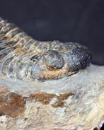 Trilobiet - Gefossiliseerd dier - Morocops ovatus (Zonder, Verzamelen, Mineralen en Fossielen