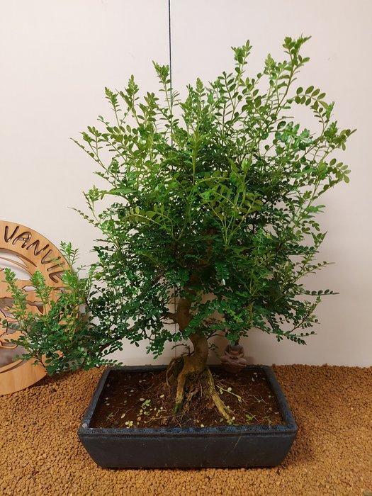 Chinese peper bonsai (Zanthoxylum) - Hoogte (boom): 60 cm -, Antiquités & Art, Curiosités & Brocante