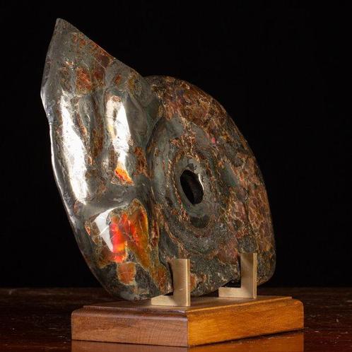 Rode onyx - Pyritiseerd fossiel ammoniet - Fossiel fragment, Verzamelen, Mineralen en Fossielen