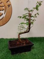 Kustmammoetboom bonsai (Sequoia) - Hoogte (boom): 30 cm -, Antiek en Kunst