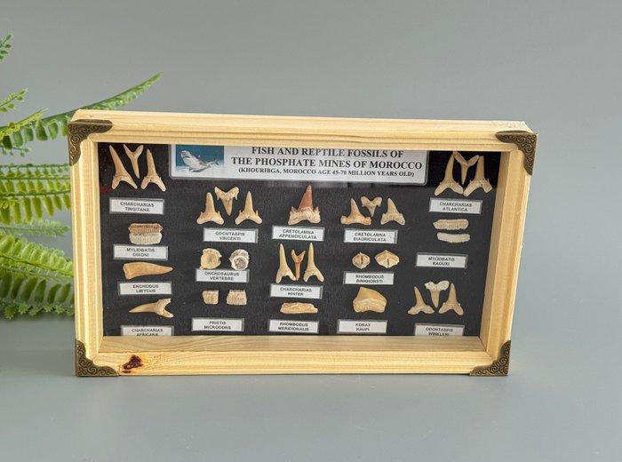 Hoi, Mosasaurus, Enchodus, Corax en meer - Fossiele tanden -, Antiek en Kunst, Curiosa en Brocante