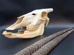 Gemsbok Schedel van een zoogdier - Oryx gazella - skull +, Verzamelen, Dierenverzamelingen, Nieuw