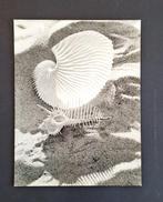 Werner Bischof (1916-1954) - Argonauta [Argonaute], Antiek en Kunst, Kunst | Schilderijen | Modern