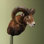 Moeflon Taxidermie Opgezette Dieren By Max, Verzamelen, Ophalen of Verzenden, Nieuw, Wild dier, Opgezet dier