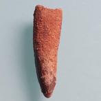 Dinosaurus - Fossiele tand - Spinosaurus aegyptiacus - 75 mm
