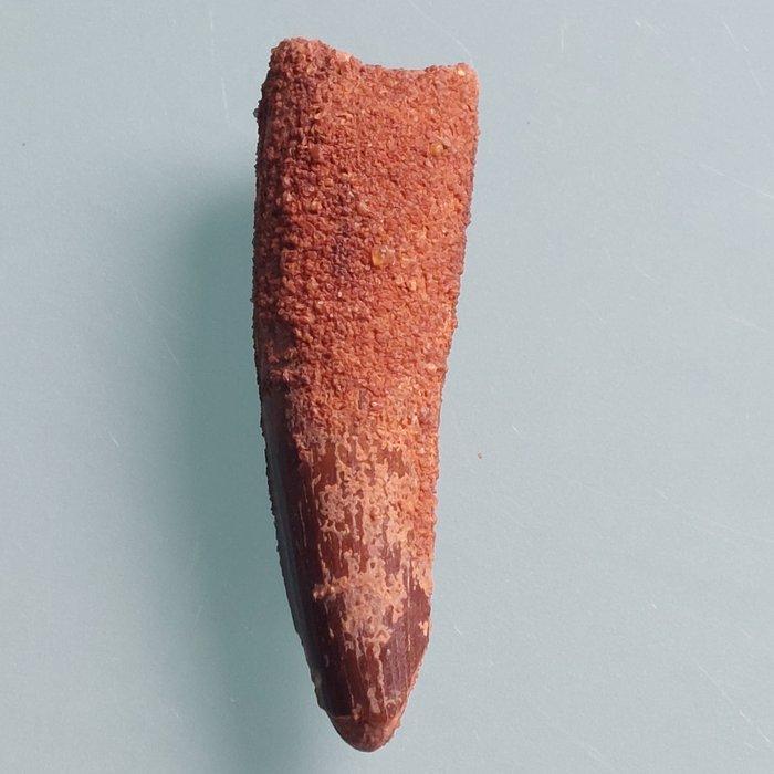 Dinosaurus - Fossiele tand - Spinosaurus aegyptiacus - 75 mm, Verzamelen, Mineralen en Fossielen