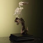 Kookaburra Skelet Taxidermie Opgezette Dieren By Max, Verzamelen, Dierenverzamelingen, Ophalen of Verzenden, Nieuw, Vogel, Opgezet dier