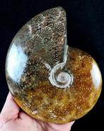 Ammoniet - Gefossiliseerd dier - Aioloceras (Cleoniceras), Verzamelen, Mineralen en Fossielen