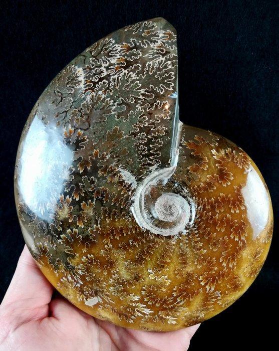 Ammoniet - Gefossiliseerd dier - Aioloceras (Cleoniceras), Verzamelen, Mineralen en Fossielen