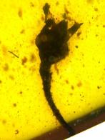 Barnsteen (Zonder minimumprijs)