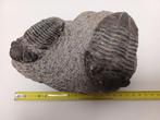 Trilobiet - Fossiele matrix - 18 cm - 23 cm
