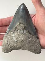 Enorme Megalodon tand 12,5 cm - Fossiele tand - Carcharocles