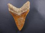 Mégalodon - Dent fossile - 13.5 cm (Sans Prix de Réserve)