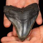 Megalodon - Blauwe Megalodon-haaientand - Fossiele tand -, Verzamelen