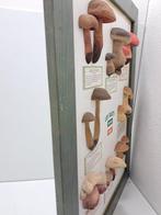 Beautiful collage of mushrooms for teaching material. -, Antiek en Kunst