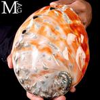 Grote moeder van parelmoer schelp prachtige zeeschelp -, Verzamelen, Mineralen en Fossielen