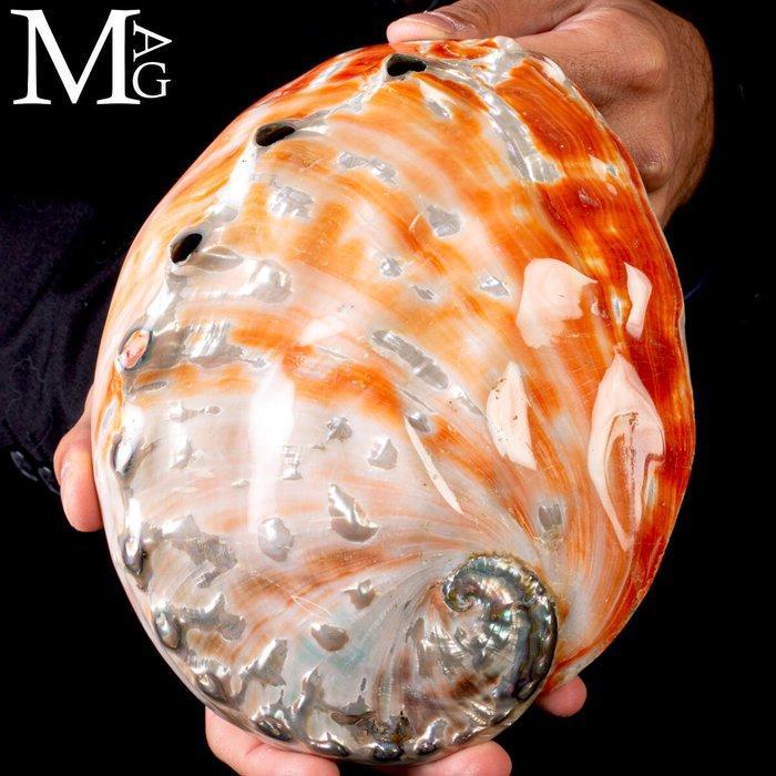 Grote moeder van parelmoer schelp prachtige zeeschelp -, Verzamelen, Mineralen en Fossielen