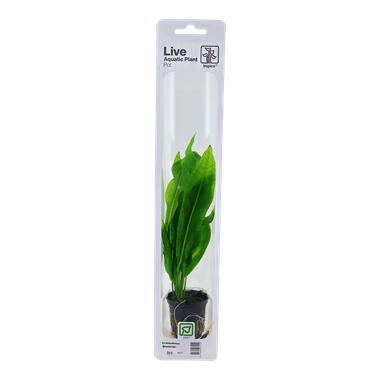 Tropica Echinodorus Bleherae easy, Dieren en Toebehoren, Vissen | Aquaria en Toebehoren, Nieuw, Verzenden