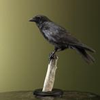 Kraai Taxidermie Opgezette Dieren By Max, Verzamelen, Dierenverzamelingen, Ophalen of Verzenden, Nieuw, Vogel, Opgezet dier
