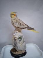 Valkparkiet Taxidermie volledige montage - Nymphicus, Nieuw