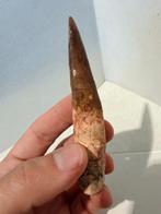 Dinosaurus - Fossiele tand - Spinosaurus aegyptiacus - 11.7