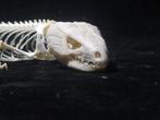 Tiliqua scincoides skeletspecimen Skelet - reptile skeletal