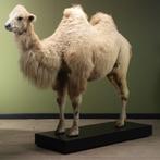 Kameel Taxidermie Opgezette Dieren By Max, Ophalen of Verzenden, Nieuw, Wild dier, Opgezet dier