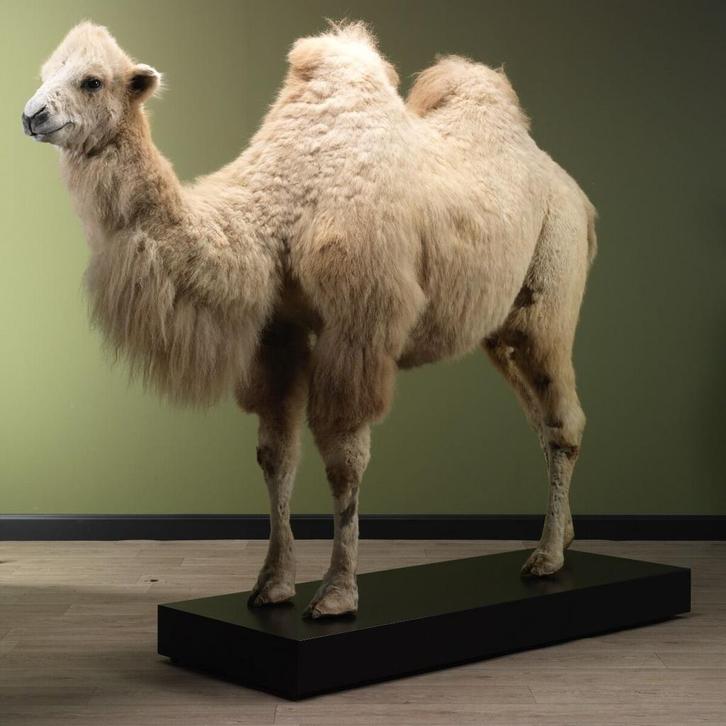 Kameel Taxidermie Opgezette Dieren By Max, Verzamelen, Dierenverzamelingen, Opgezet dier, Nieuw, Wild dier, Ophalen of Verzenden