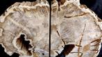 versteend hout - boek houder - Diptocarpus - 21×37×6 cm