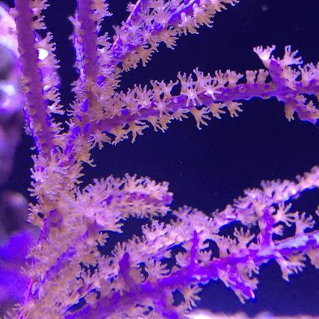 Muriceopsis Flavida (Purple Bush Gorgonian) M (Ong. 5-6 cm), Dieren en Toebehoren, Reptielen en Amfibieën