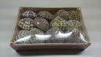 Zeeegel 10st sea urchin alfonso naturel let op 10 stuks, Nieuw