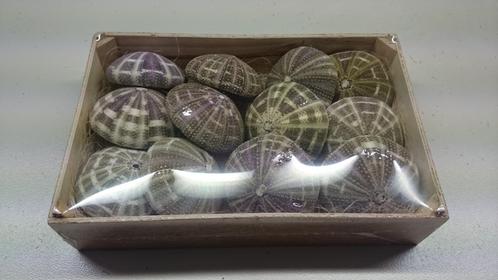 Zeeegel 10st sea urchin alfonso naturel let op 10 stuks, Hobby en Vrije tijd, Knutselen, Nieuw