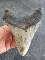 Megalodon - Fossiele tand - Otodus (Carcharocles) megalodon, Verzamelen