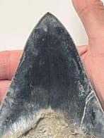 Grote Megalodon tand 13,3 cm - Fossiele tand - Carcharocles, Verzamelen, Mineralen en Fossielen