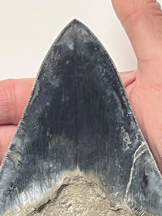 Grote Megalodon tand 13,3 cm - Fossiele tand - Carcharocles, Verzamelen, Mineralen en Fossielen