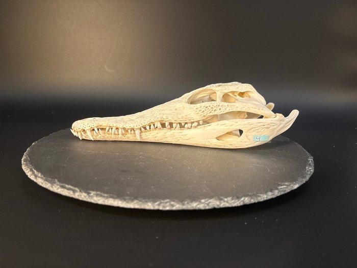 Nijlkrokodil Schedel - Crocodylus niloticus - 6.5 cm - 10.5, Verzamelen, Dierenverzamelingen