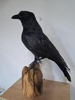 Zwarte kraai Taxidermie volledige montage - corvus corone -, Verzamelen, Nieuw