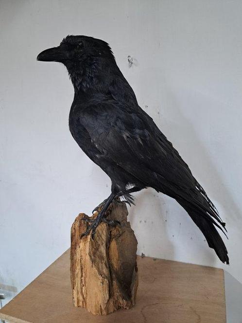 Zwarte kraai Taxidermie volledige montage - corvus corone -, Verzamelen, Dierenverzamelingen